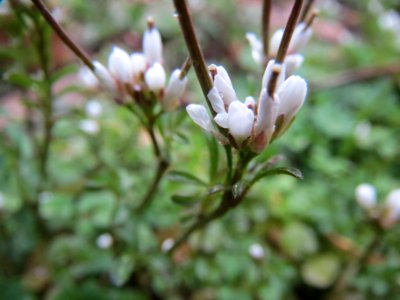 20140221Cardamine_hirsuta2