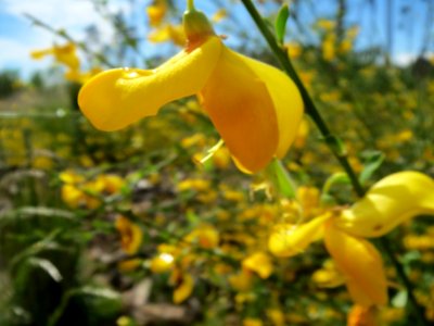 20140511Cytisus_scoparius3
