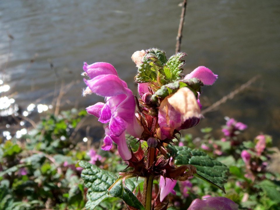 20140224Lamium_maculatum