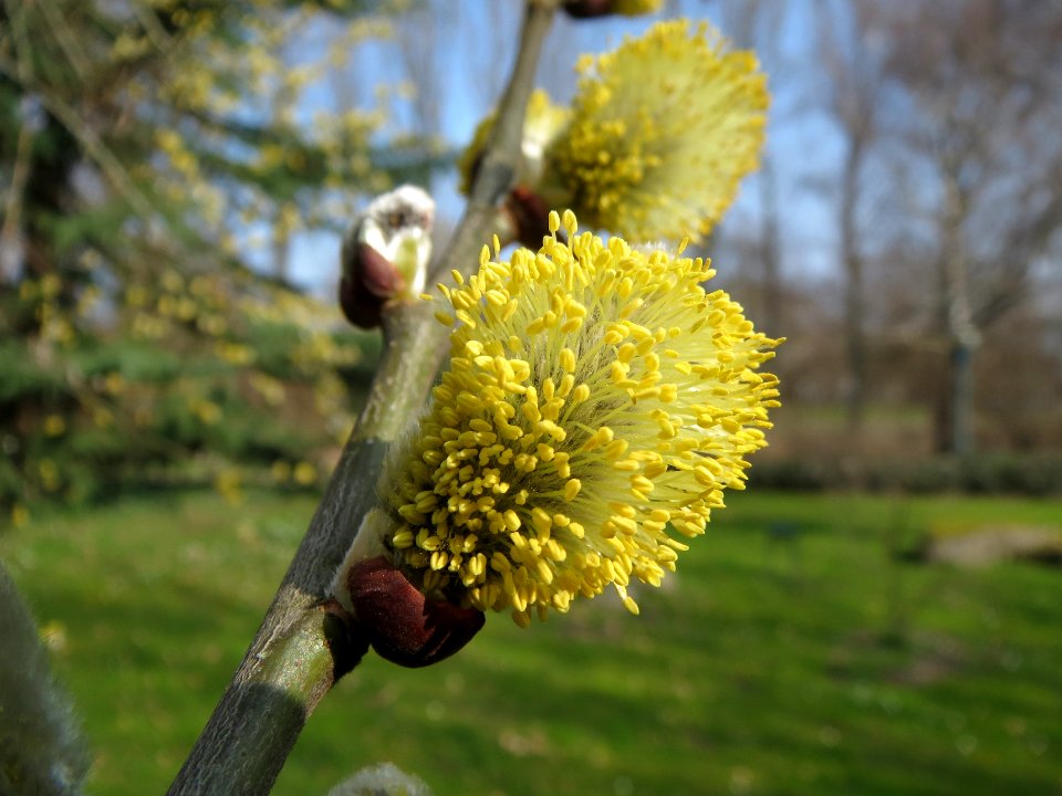 20140307Salix_caprea1