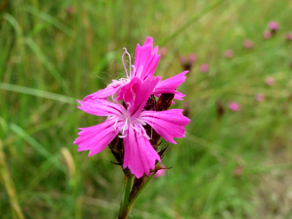 20140607Dianthus_carthusianorum1