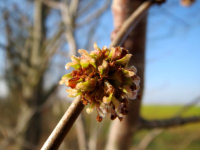 20140307Acer_saccharinum2