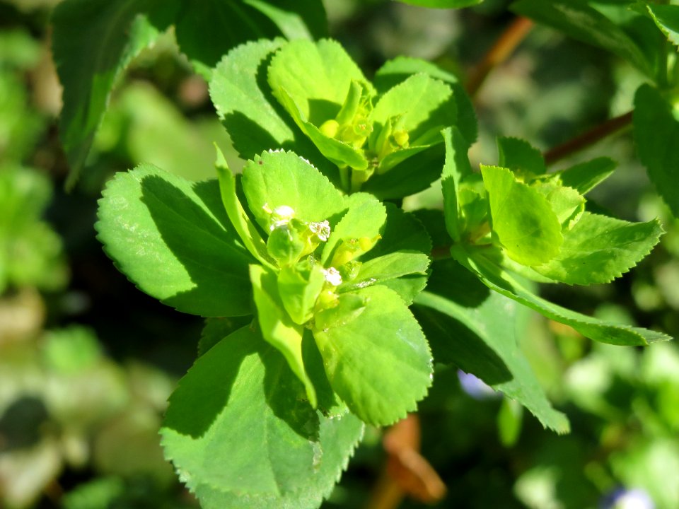 20140224Euphorbia_helioscopia1