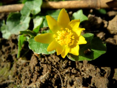 20140228Ficaria_verna4