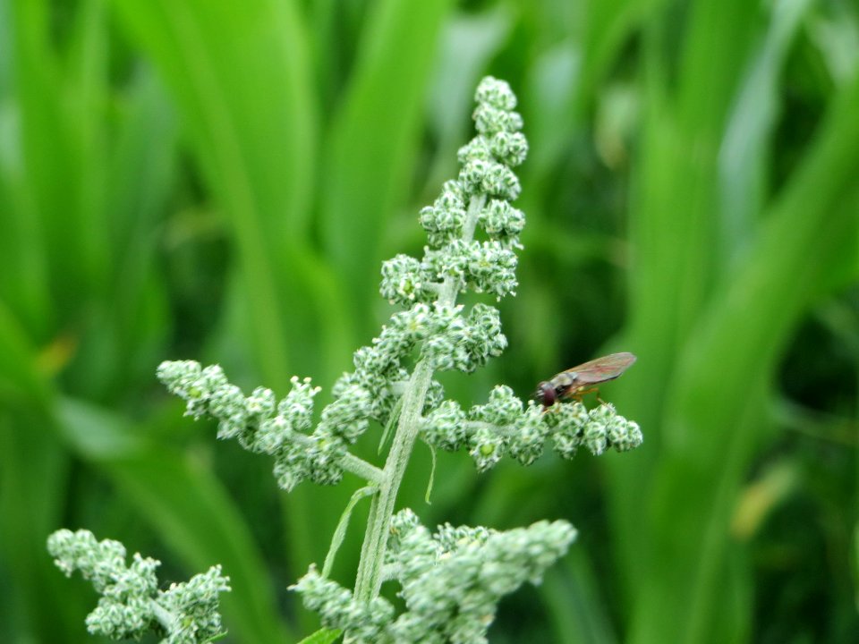 20140705Chenopodiastrum_hybridum4