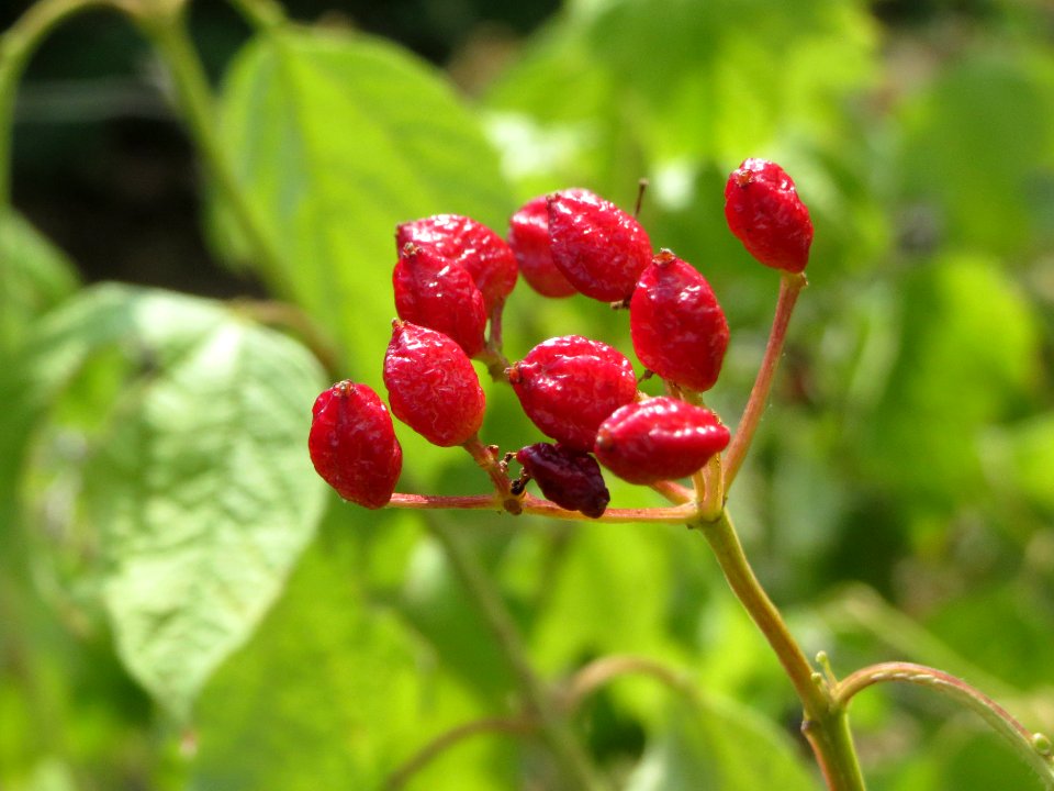 20140625Viburnum_opulus2