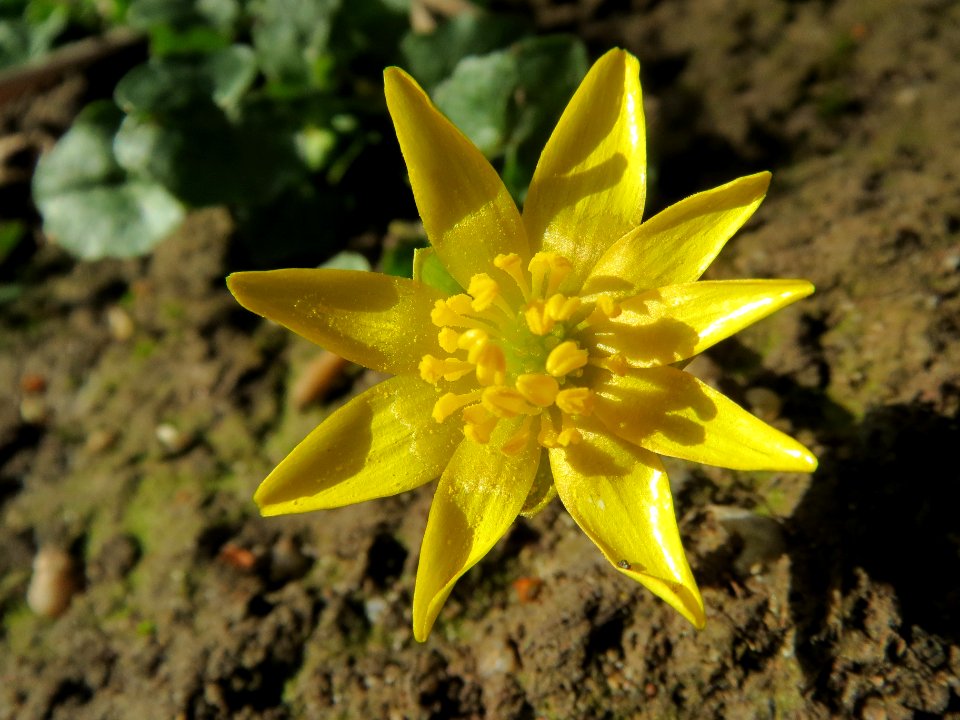 20140228Ficaria_verna3