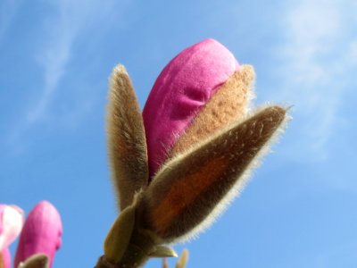 20140308Magnolie_Hockenheim1