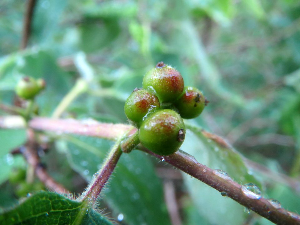 20140511Lonicera_xylosteum