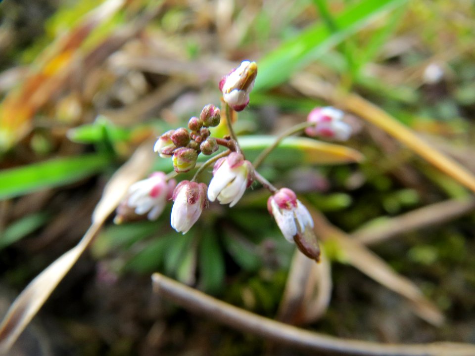 20140228Draba_verna04