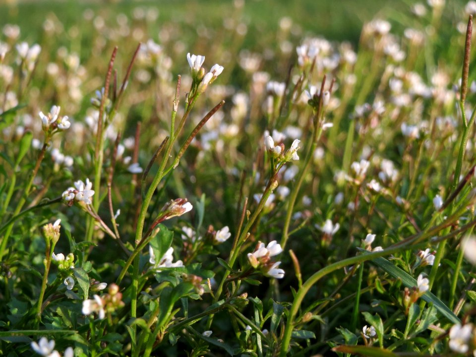20140224Cardamine_hirsuta