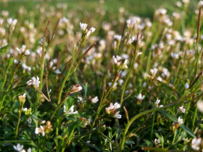 20140224Cardamine_hirsuta
