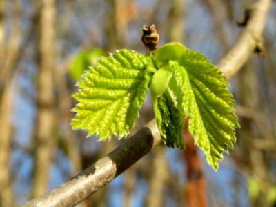 20140228Corylus_avellana6