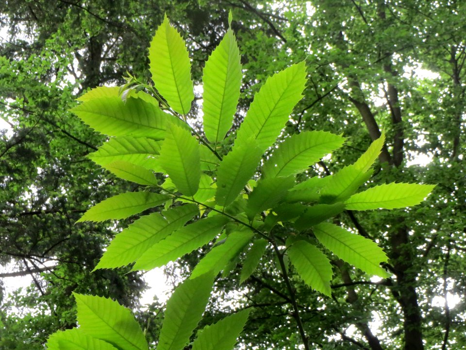 20140511Castanea_sativa