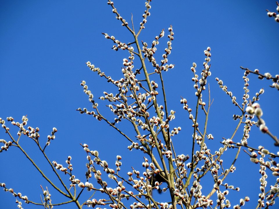 20140224Salix_caprea2