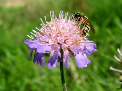 20140715Scabiosa_columbaria1