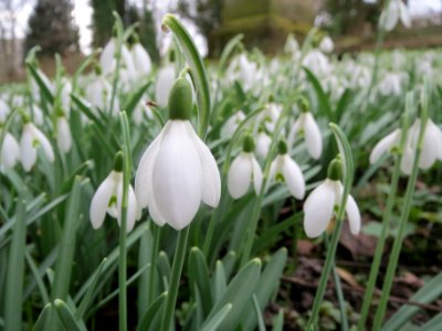 20140223Galanthus_nivalis2