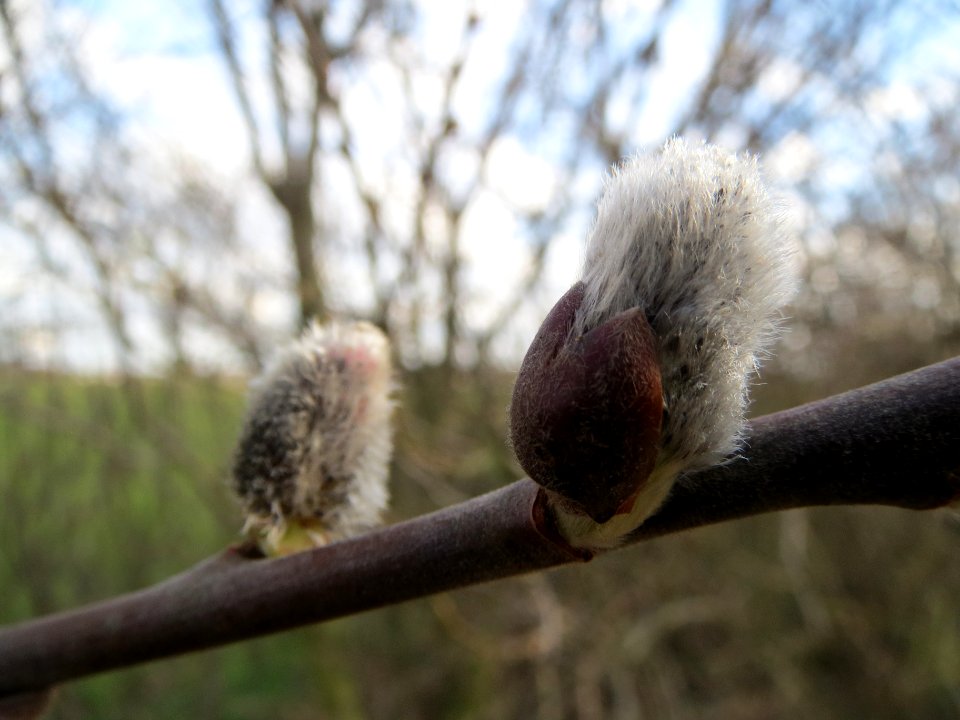 20140227Salix_caprea2