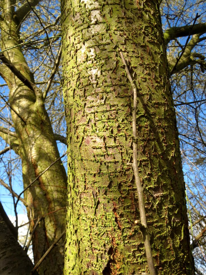 20140228Prunus_cerasifera_Hockenheimer_Rheinbogen04
