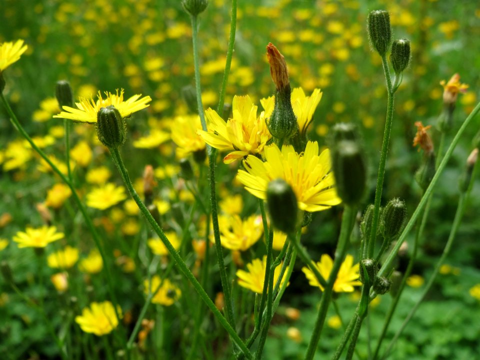 20140714Lapsana_communis