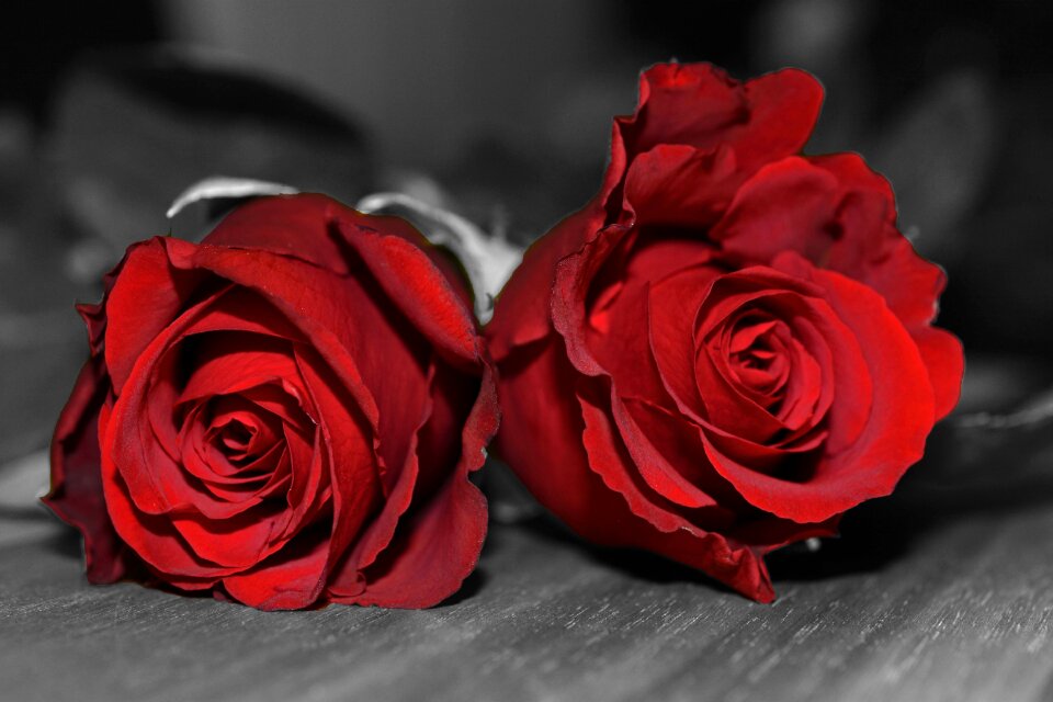 Rose red rose flower romance photo