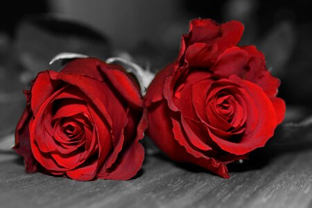 Rose red rose flower romance photo