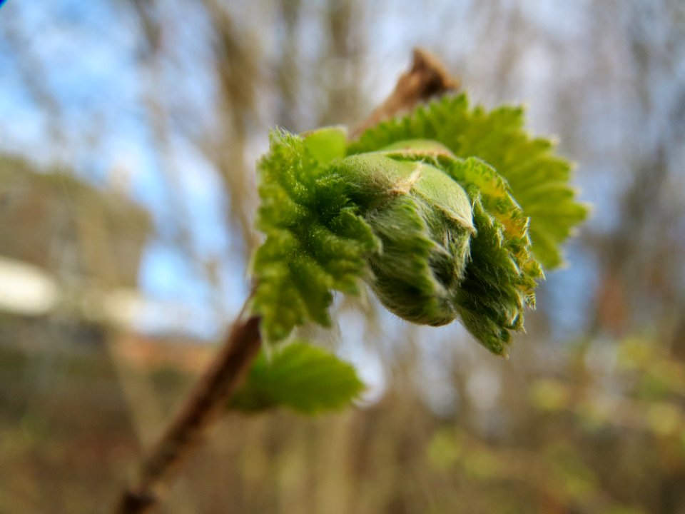 20140228Corylus_avellana1