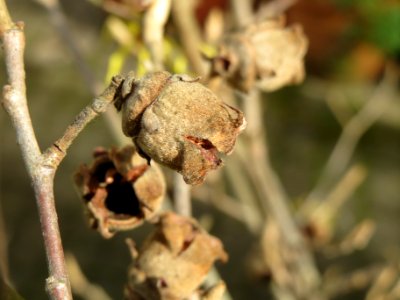 20140221Hamamelis_virginiana2