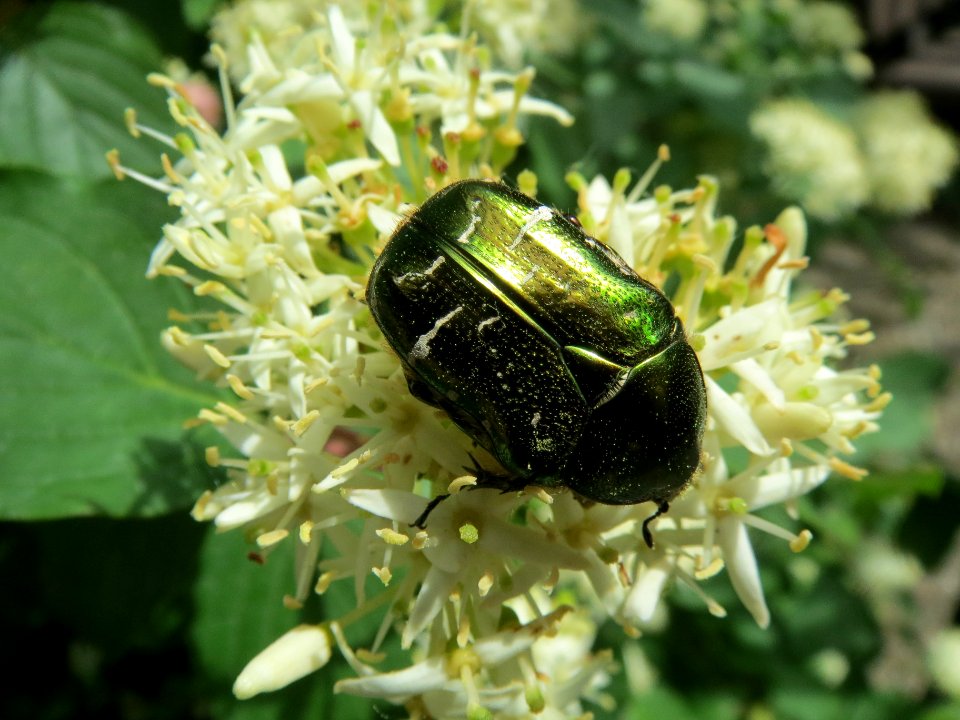 20140511Cornus_sanguinea3