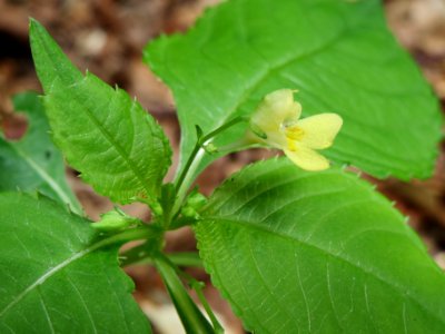 20140704Impatiens_parviflora
