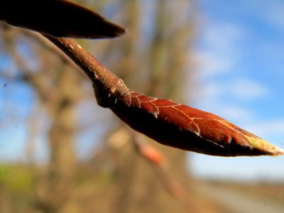 20140228Carpinus_betulus4