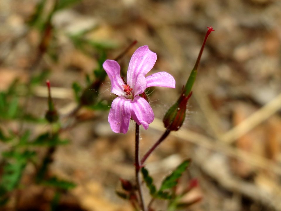 20140704Geranium_robertianum