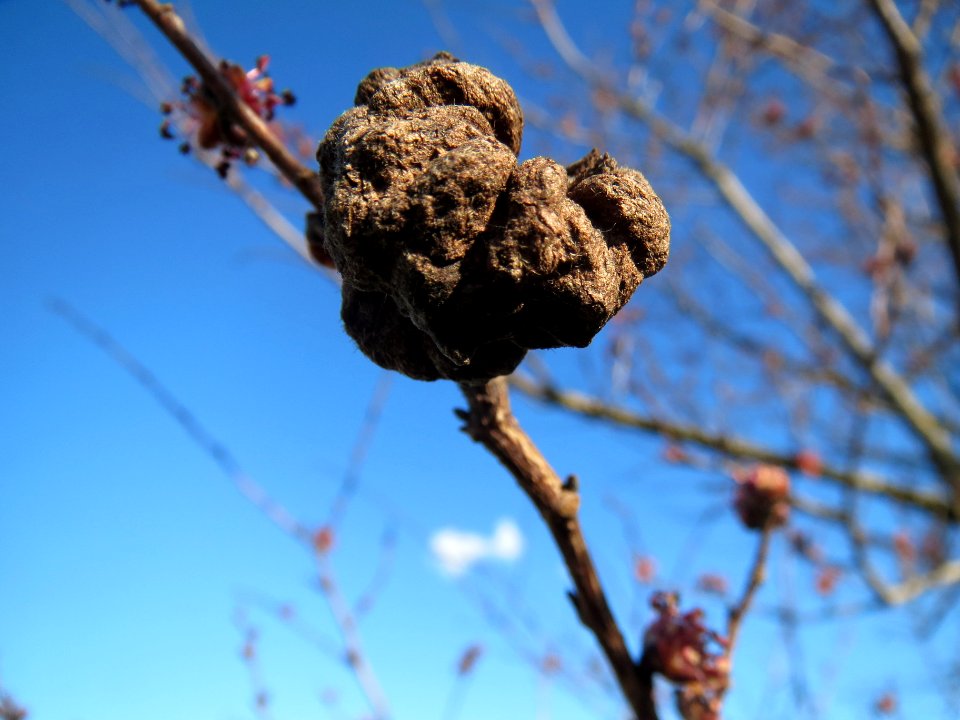20140217Ulmus_minor05
