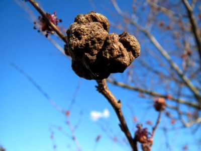 20140217Ulmus_minor05
