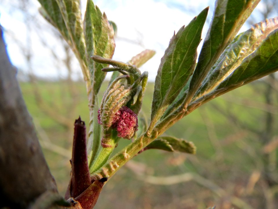 20140227Sambucus_nigra1