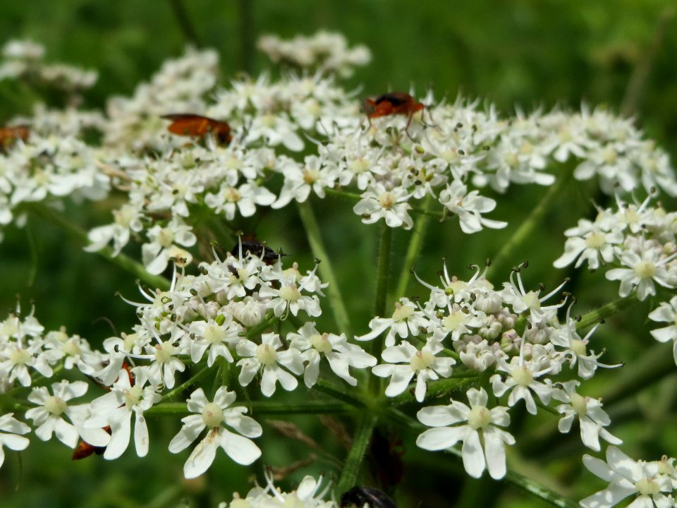 20140704Heracleum_sphondylium