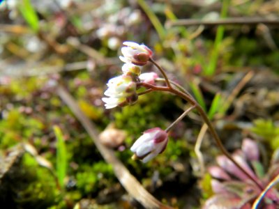 20140228Draba_verna03