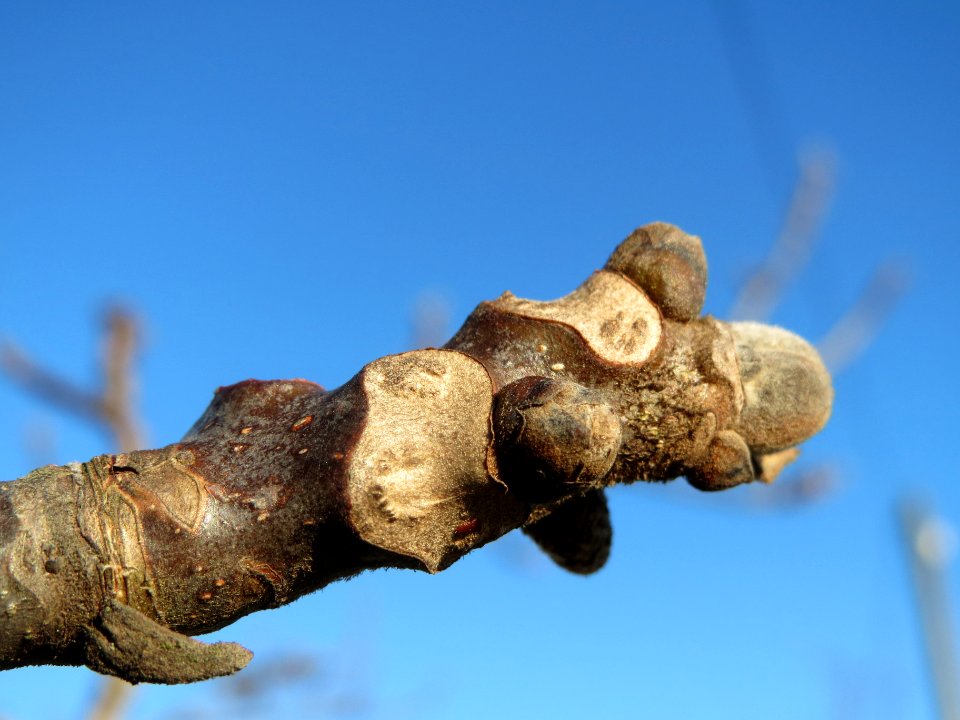 20140217Walnuss_Reilingen3