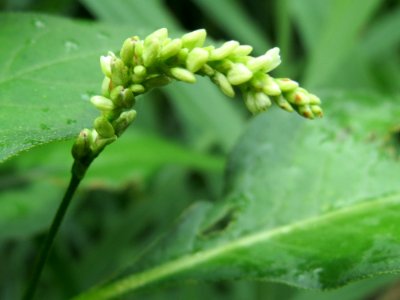20140705Persicaria_lapathifolia2