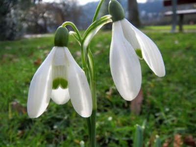 20140220Galanthus_nivalis2