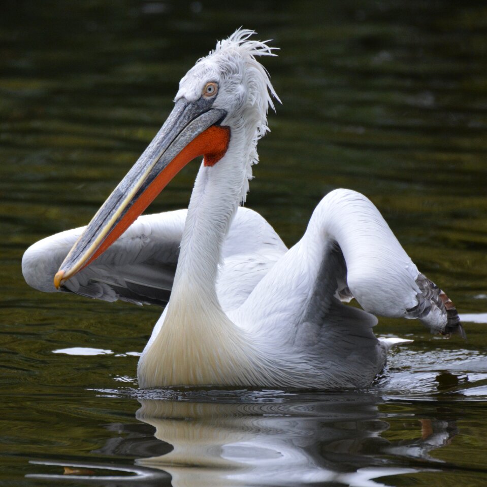 Waterfowl animal wings