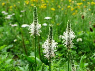 20140714Plantago_media2