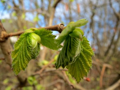 20140228Corylus_avellana2