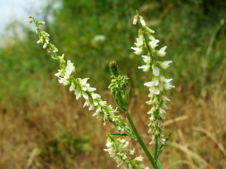 20140704Melilotus_albus