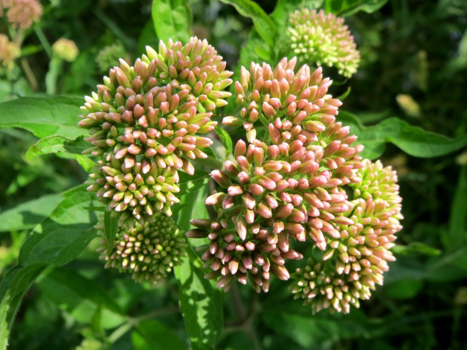 20140711Eupatorium_cannabinum