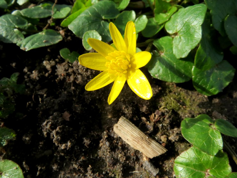 20140218Ficaria_verna1