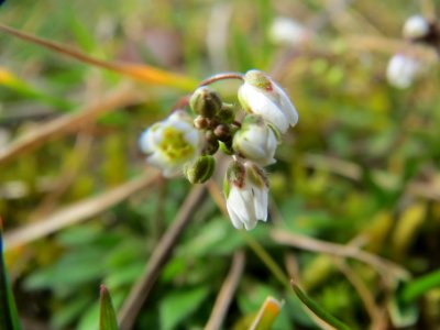 20140228Draba_verna02