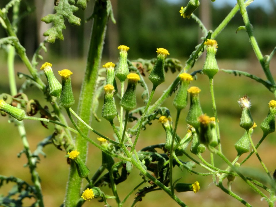 20140703Senecio_sylvaticus10