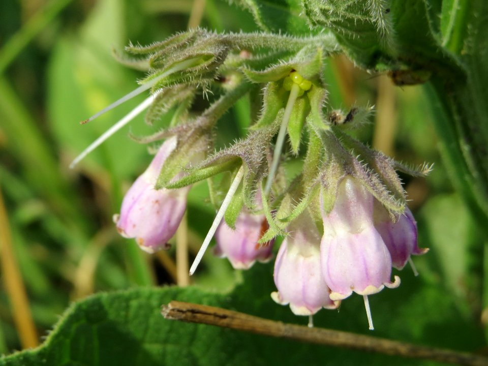 20140706Symphytum_officinale2