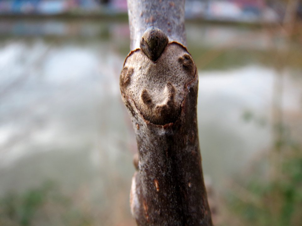20140225Walnuss_Saarbruecken2